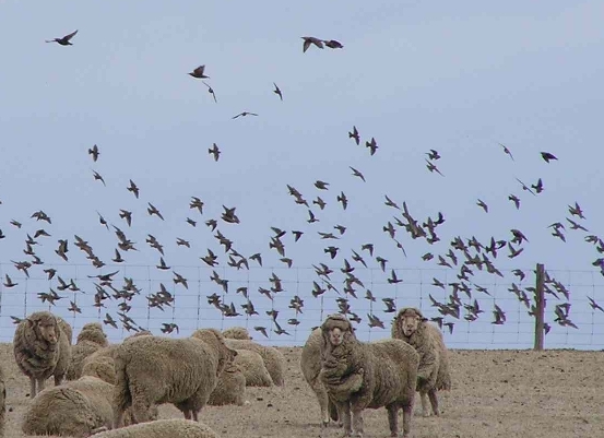 Starlings will often forage among grazing animals to collect insects and insect larvae, photo T Bentz Starlings will often forage among grazing animals to collect insects and insect larvae, photo T Bentz